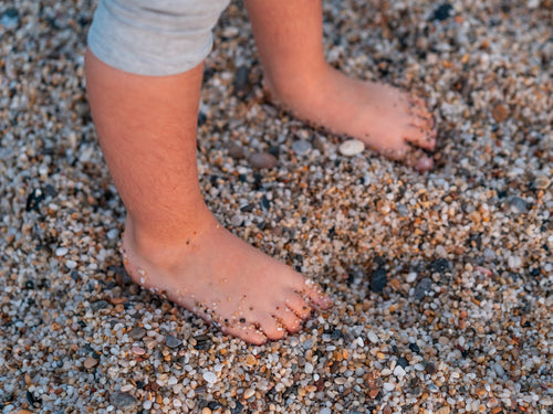 La morphologie du pied et son évolution